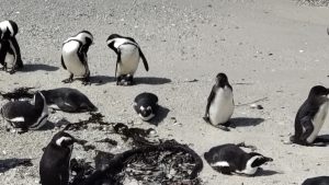 ケープペンギンのコロニー